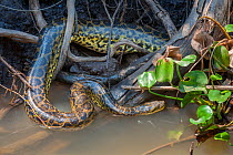 Yellow Anaconda (Eunectes notaeus) in vegetation at the edge of the Paraguay River, Taiama Reserve, western Pantanal, Brazil, South America.