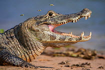 Yacare Caiman (Caiman yacare) gaping to regulate its body temperature, with attendant hoverflies, the Paraguay River, Taiama Reserve, western Pantanal, Brazil, South America.