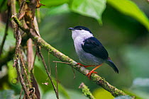 White-bearded Manakin (Manacus manacus interior) in forest understorey. Bavaria Private Reserve near Villavicencio, lower eastern slopes of the Andes, Colombia, South America.