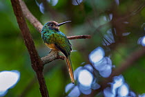 White-chinned Jacamar (Galbula tombacea tombacea), Bavaria Private Reserve near Villavicencio, lower eastern slopes of the Andes, Colombia, South America.