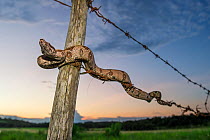 Juvenile Colombian Red-tailed Boa Constrictor (Boa constrictor constrictor) moving along a barbed wire fence. Unamas Reserve and Ranch, Los Llanos, Colombia, South America.