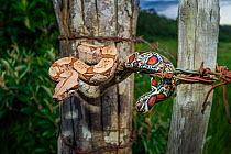 Juvenile Colombian Red-tailed Boa Constrictor (Boa constrictor constrictor) moving along a barbed wire fence. Unamas Reserve and Ranch, Los Llanos, Colombia, South America.