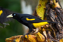 Yellow-rumped Cacique (Cacicus cela), Hato La Aurora Reserve, Los Llanos, Colombia, South America.