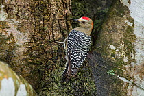 Red-crowned Woodpecker (Melanerpes rubricapillus), Hato La Aurora Reserve, Los Llanos, Colombia, South America.