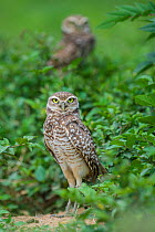 Burrowing Owls (Athene cunicularia) outside burrow, Hato La Aurora Reserve, Los Llanos, Colombia, South America.