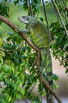 Green Iguana (Iguana iguana) male basking in bush overhanging the Ariporo River, Hato La Aurora Reserve, Los Llanos, Colombia, South America.
