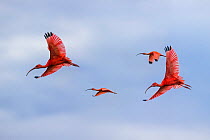 RF- Scarlet Ibis (Eudocimus ruber) flying into roost sight at dusk, Hato La Aurora Reserve, Los Llanos, Colombia, South America. (This image may be licensed either as rights managed or royalty free.)