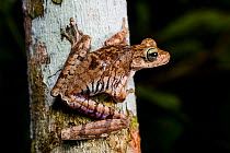 Convict Tree Frog (Hypsiboas calcaratus) on a tree, Paujil Nature Reserve, Magdalena Valley, Colombia, South America.