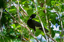 Male Blue-billed Curassow (Crax alberti) in forest canopy. Paujil Nature Reserve, Magdalena Valley, Colombia, South America. Colombia endemic. Critically Engangered.