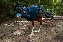 Blue-billed Curassow (Crax alberti) female in forest understorey, Paujil Nature Reserve, Magdalena Valley, Colombia, South America.