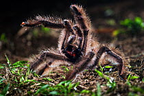 Colombian Pink-toed Tarantula (Avicularia metallica) in defensive posture, Paujil Nature Reserve, Magdalena Valley, Colombia, South America.