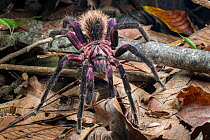Colombian Purple Bloom Tarantula (Xenesthis immanis), Paujil Nature Reserve, Magdalena Valley, Colombia, South America.