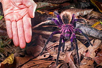 Colombian Purple Bloom Tarantula (Xenesthis immanis) with human hand for scale (leg span 22-23cm). Paujil Nature Reserve, Magdalena Valley, Colombia, South America.