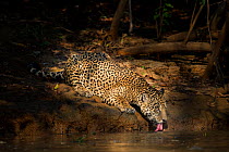 Male Jaguar (Panthera onca palustris), aged eight years, drinking from the Tres Irmaos River, Porto Jofre, northern Pantanal, Mato Grosso State, Brazil, South America.