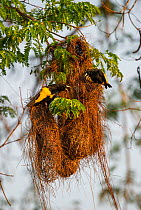 Yellow-rumped Caciques (Cacicus cela) at their nest in forest along the banks of the Cuiaba River, northern Pantanal, Mato Grosso State, Brazil, South America.