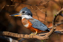 Ringed Kingfisher (Megaceryle torquata), Cuiaba River, northern Pantanal, Mato Grosso State, Brazil, South America.