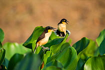 Black-capped Donacobius (Donacobius atricapilla) singing from floating Water Hyacinth (Eichhornia sp), Taiama Ecological Reserve, Paraguay River, Pantanal, Brasil.