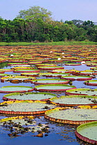 Giant Water Lilies (Victoria amazonica) in a lagoon at Porto Jofre, off the Cuiaba River, northern Pantanal, Mato Grosso State, Brazil, South America.