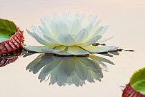 Giant Water Lily (Victoria amazonica) flower in a lagoon at Porto Jofre, off the Cuiaba River, northern Pantanal, Mato Grosso State, Brazil, South America.