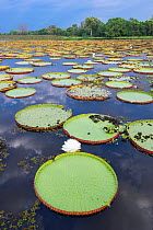 Giant Water Lilies (Victoria amazonica) in a lagoon at Porto Jofre, off the Cuiaba River, northern Pantanal, Mato Grosso State, Brazil, South America.