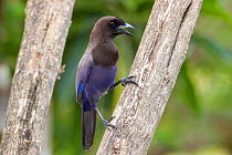 Purplish Jay (Cyanocorax cyanomelas), Araras Lodge, Mato Grosso, Northern Pantanal, Brazil, South America.