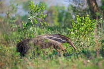 Adult Giant Anteater (Myrmecophaga tridactyla)  foraging, Northern Pantanal, Moto Grosso State, Brazil, South America.