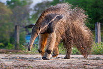 Adult Giant Anteater (Myrmecophaga tridactyla) crossing the Transpantaneira Highway. Northern Pantanal, Moto Grosso State, Brazil, South America.