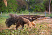 RF- Adult Giant Anteater (Myrmecophaga tridactyla) foraging, Northern Pantanal, Mato Grosso State, Brazil, South America. (This image may be licensed either as rights managed or royalty free.)