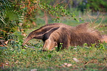 Adult Giant Anteater (Myrmecophaga tridactyla)  foraging, Northern Pantanal, Moto Grosso State, Brazil, South America.