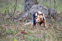 Southern Tamandua (Tamandua tetradactyla) female carrying young on her back, Northern Pantanal, Mato Grosso State, Brazil, South America.