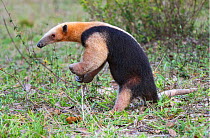 Southern Tamandua (Tamandua tetradactyla) in defensive posture, Northern Pantanal, Mato Grosso State, Brazil, South America.