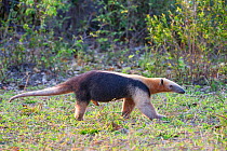 Southern Tamandua (Tamandua tetradactyla), Northern Pantanal, Mato Grosso State, Brazil, South America.