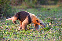 Southern Tamandua (Tamandua tetradactyla). Northern Pantanal, Mato Grosso State, Brazil, South America.