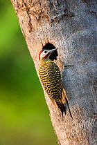 Green-banded Woodpecker (Colaptes melanochloros) at nest hole, Araras Lodge, northern Pantanal, Mato Grosso, Brazil, South America.