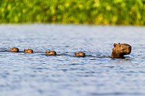 Female Capybara (Hydrochoerus hydrochaeris) swimming in line with young after escaping a Jaguar attack (Panthera onca palustris) in a lagoon off the Paraguay River. Taiama Ecological Reserve, Pantanal...