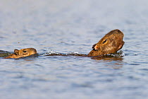 Female Capybara (Hydrochoerus hydrochaeris) swimming with young and alarm calling after escaping a Jaguar attack (Panthera onca palustris) in a lagoon off the Paraguay River, Taiama Ecological Reserve...