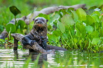 Giant Otter (Pteronura brasiliensis) holding onto a branch in a lagoon off the Paraguay River, Taiama Reserve, western Pantanal, Brazil, South America.