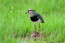 Male Southern Lapwing (Vanellus chilensis) displaying near its nest, Hato La Aurora Reserve, Los Llanos, Colombia, South America.