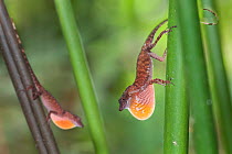 Male Anole Lizards (Anolis sp) in territorial display to each other. Rainforest canopy, Rio Claro Reserve, Magdalena Valley, Colombia, South America.