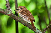Barred Puffbird (Nystalus radiatus) perched in rainforest canopy, Rio Claro Reserve, Magdalena Valley, Colombia, South America.