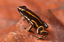 RF- Yellow-striped Poison Dart Frog (Dendrobates truncatus) in leaf litter on forest floor, Paujil Nature Reserve, Magdalena Valley, Colombia, South America. (This image may be licensed either as righ...