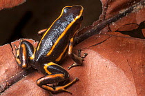 Yellow-striped Poison Dart Frog (Dendrobates truncatus) in leaf litter on forest floor, Paujil Nature Reserve, Magdalena Valley, Colombia, South America.