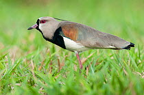 Male Southern Lapwing (Vanellus chilensis) displaying in grasslands. Chapada dos Guimaraes, Brazil, South America.