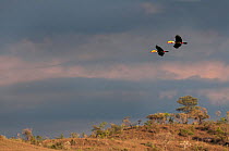 Toco Toucans (Ramphastos toco) flying over the Chapada, with stormy skies building, Chapada dos Guimaraes, Brazil, South America.