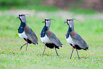 Male Southern Lapwings (Vanellus chilensis) displaying in grasslands, Chapada dos Guimaraes, Brazil, South America.