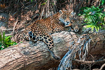 Female Jaguar (Panthera onca palustris) with cub (estimated age 5 months), resting on a fallen tree over the Cuiaba River. Porto Jofre, Northern Pantanal, Mato Grosso State, Brazil, South America.