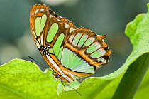 Malachite Butterfly (Siproeta stelenes) on leaf, forest near Napo River, Amazonia, Ecuador, South America.