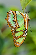 Malachite Butterfly (Siproeta stelenes) hanging upside down on leaf, forest near Napo River, Amazonia, Ecuador, South America.