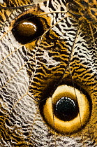 RF- Close up detail of eye spots on wing of Owl-eye butterfly (Caligo sp), Amazonia, Ecuador, South America. (This image may be licensed either as rights managed or royalty free.)