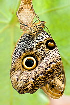 Owl-eye Butterfly (Caligo sp), Amazonia, Ecuador, South America.